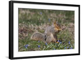 Eastern Gray Squirrel in Spring, Geneva, Illinois, USA-Lynn M^ Stone-Framed Photographic Print