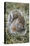 Eastern gray squirrel, Kentucky-Adam Jones-Stretched Canvas