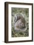 Eastern gray squirrel, Kentucky-Adam Jones-Framed Photographic Print