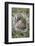 Eastern gray squirrel, Kentucky-Adam Jones-Framed Photographic Print