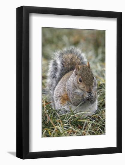 Eastern gray squirrel, Kentucky-Adam Jones-Framed Photographic Print