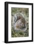 Eastern gray squirrel, Kentucky-Adam Jones-Framed Photographic Print