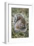 Eastern gray squirrel, Kentucky-Adam Jones-Framed Photographic Print