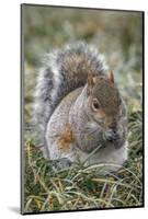 Eastern gray squirrel, Kentucky-Adam Jones-Mounted Photographic Print