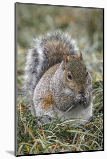 Eastern gray squirrel, Kentucky-Adam Jones-Mounted Photographic Print