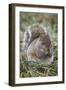 Eastern gray squirrel, Kentucky-Adam Jones-Framed Photographic Print