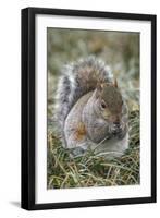 Eastern gray squirrel, Kentucky-Adam Jones-Framed Photographic Print