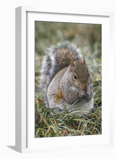 Eastern gray squirrel, Kentucky-Adam Jones-Framed Photographic Print