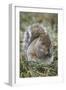 Eastern gray squirrel, Kentucky-Adam Jones-Framed Photographic Print