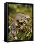 Eastern Gray Squirrel (Sciurus Carolinensis) in a Crab Apple Tree, in Captivity, Minnesota, USA-James Hager-Framed Stretched Canvas