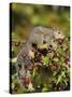 Eastern Gray Squirrel (Sciurus Carolinensis) in a Crab Apple Tree, in Captivity, Minnesota, USA-James Hager-Stretched Canvas