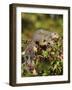 Eastern Gray Squirrel (Sciurus Carolinensis) in a Crab Apple Tree, in Captivity, Minnesota, USA-James Hager-Framed Photographic Print