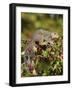 Eastern Gray Squirrel (Sciurus Carolinensis) in a Crab Apple Tree, in Captivity, Minnesota, USA-James Hager-Framed Photographic Print