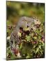 Eastern Gray Squirrel (Sciurus Carolinensis) in a Crab Apple Tree, in Captivity, Minnesota, USA-James Hager-Mounted Photographic Print
