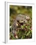 Eastern Gray Squirrel (Sciurus Carolinensis) in a Crab Apple Tree, in Captivity, Minnesota, USA-James Hager-Framed Photographic Print