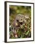 Eastern Gray Squirrel (Sciurus Carolinensis) in a Crab Apple Tree, in Captivity, Minnesota, USA-James Hager-Framed Photographic Print