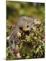 Eastern Gray Squirrel (Sciurus Carolinensis) in a Crab Apple Tree, in Captivity, Minnesota, USA-James Hager-Mounted Photographic Print