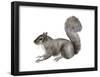 Eastern Gray Squirrel (Sciurus Carolinensis), Mammals-Encyclopaedia Britannica-Framed Poster