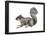 Eastern Gray Squirrel (Sciurus Carolinensis), Mammals-Encyclopaedia Britannica-Framed Poster