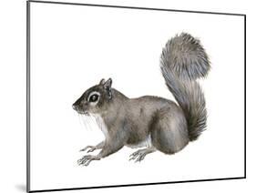 Eastern Gray Squirrel (Sciurus Carolinensis), Mammals-Encyclopaedia Britannica-Mounted Poster
