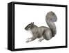 Eastern Gray Squirrel (Sciurus Carolinensis), Mammals-Encyclopaedia Britannica-Framed Stretched Canvas