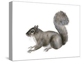 Eastern Gray Squirrel (Sciurus Carolinensis), Mammals-Encyclopaedia Britannica-Stretched Canvas
