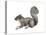 Eastern Gray Squirrel (Sciurus Carolinensis), Mammals-Encyclopaedia Britannica-Stretched Canvas