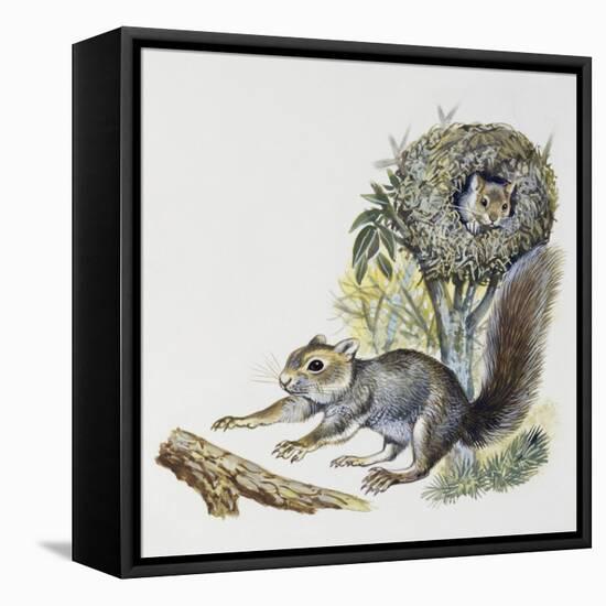 Eastern Gray Squirrel (Sciurus Carolinensis), Sciuridae-null-Framed Stretched Canvas