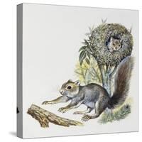 Eastern Gray Squirrel (Sciurus Carolinensis), Sciuridae-null-Stretched Canvas