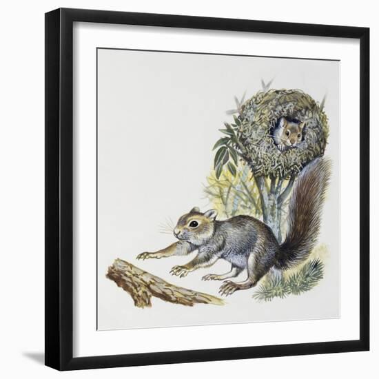 Eastern Gray Squirrel (Sciurus Carolinensis), Sciuridae-null-Framed Giclee Print