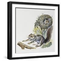 Eastern Gray Squirrel (Sciurus Carolinensis), Sciuridae-null-Framed Giclee Print