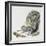 Eastern Gray Squirrel (Sciurus Carolinensis), Sciuridae-null-Framed Giclee Print