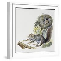 Eastern Gray Squirrel (Sciurus Carolinensis), Sciuridae-null-Framed Giclee Print