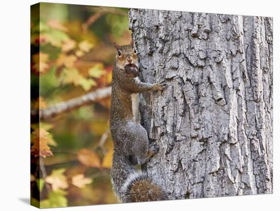 Eastern Gray Squirrel-Gary Carter-Stretched Canvas