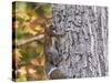 Eastern Gray Squirrel-Gary Carter-Stretched Canvas