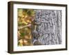 Eastern Gray Squirrel-Gary Carter-Framed Premium Photographic Print