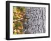 Eastern Gray Squirrel-Gary Carter-Framed Premium Photographic Print