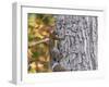 Eastern Gray Squirrel-Gary Carter-Framed Premium Photographic Print