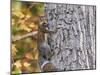 Eastern Gray Squirrel-Gary Carter-Mounted Premium Photographic Print