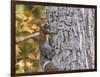 Eastern Gray Squirrel-Gary Carter-Framed Photographic Print