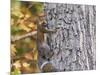 Eastern Gray Squirrel-Gary Carter-Mounted Photographic Print