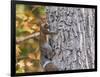 Eastern Gray Squirrel-Gary Carter-Framed Photographic Print