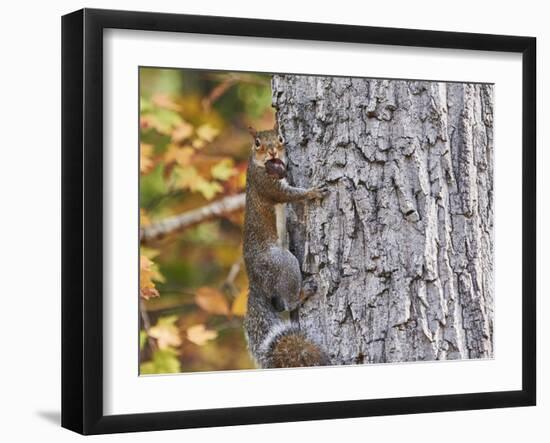 Eastern Gray Squirrel-Gary Carter-Framed Photographic Print