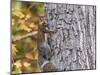 Eastern Gray Squirrel-Gary Carter-Mounted Photographic Print