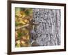 Eastern Gray Squirrel-Gary Carter-Framed Photographic Print