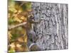 Eastern Gray Squirrel-Gary Carter-Mounted Photographic Print