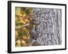 Eastern Gray Squirrel-Gary Carter-Framed Photographic Print