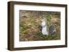 Eastern Gray Squirrel-Lynn M^ Stone-Framed Photographic Print