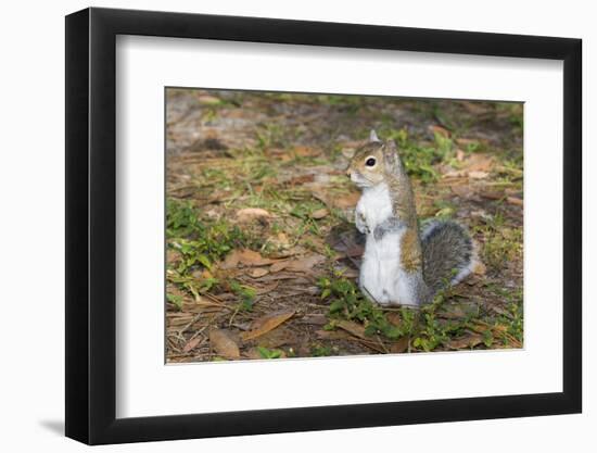 Eastern Gray Squirrel-Lynn M^ Stone-Framed Photographic Print