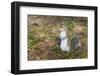 Eastern Gray Squirrel-Lynn M^ Stone-Framed Photographic Print
